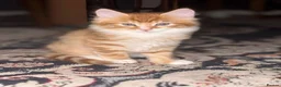 Mixed Breed cats for sale: Ginger Kittens Very Cute - Advert 5