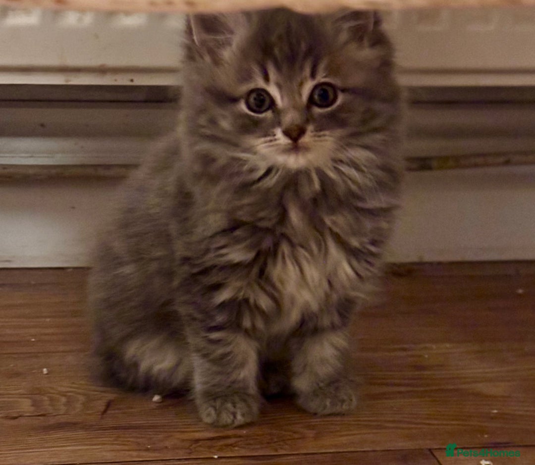 Mixed Breed cats for sale: Three Cute Kittens Available  - Advert 6