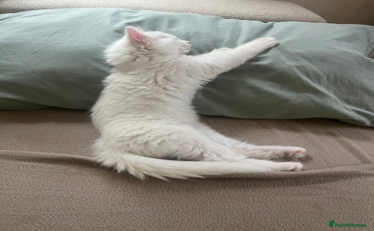 Turkish Angora cats - Advert 2