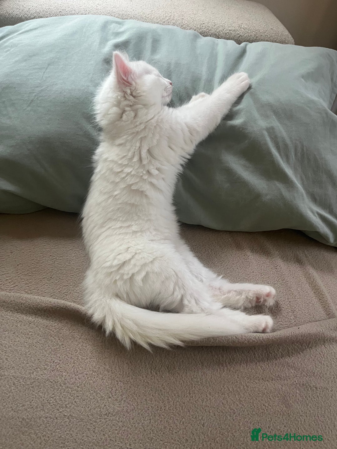 Turkish Angora cats for sale: Beautiful Turkish angora 12 weeks old - Image 1