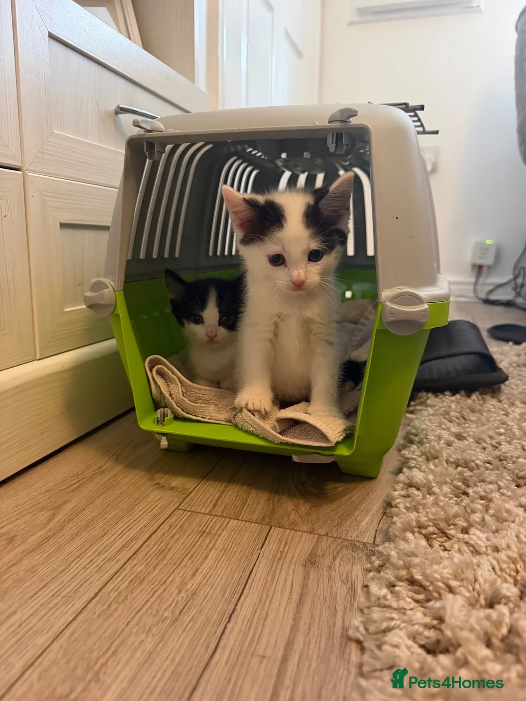 Mixed Breed cats for sale: Sibling kittens- to be homed together🤍 - Advert 1