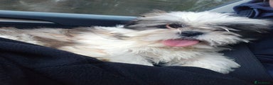 Shih Tzu Puppy 1