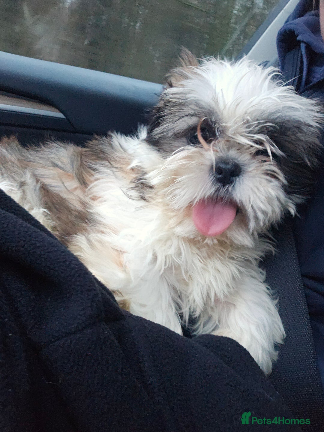 Shih Tzu dogs for sale: Shih tzu puppy - Male ready to go - Advert 2