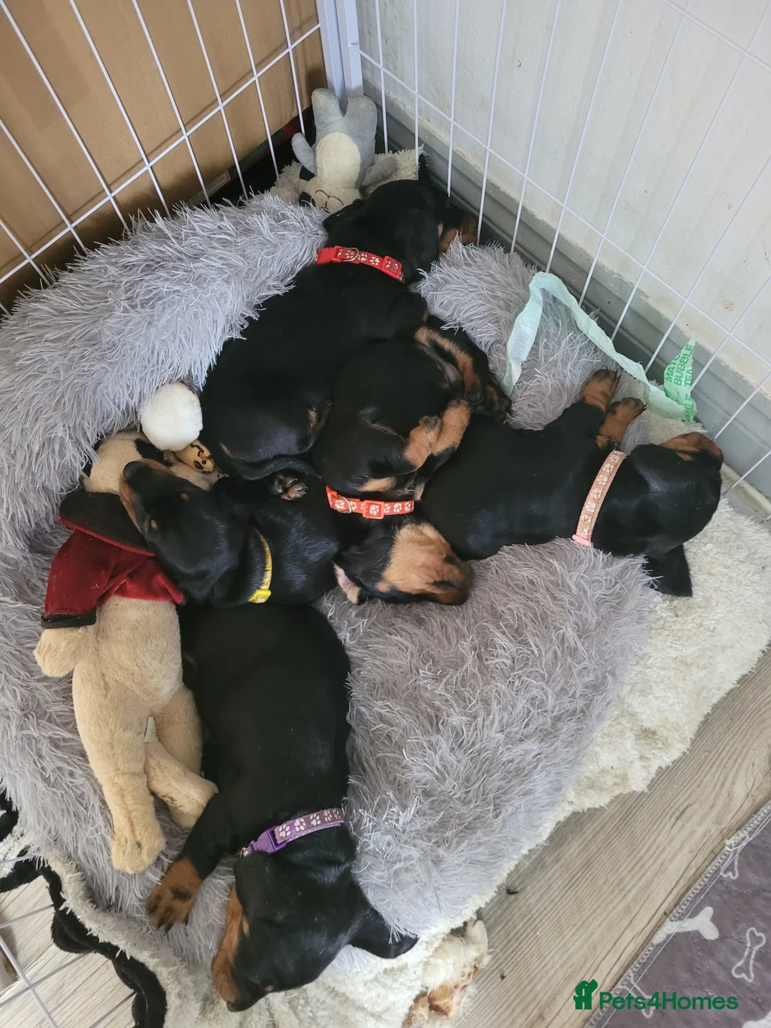 Dachshund dogs for sale: Beautiful miniture dachshunds  - Advert 2