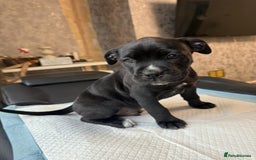 Mixed Breed dogs for sale: 6 beautiful puppies for sale  - Image 10