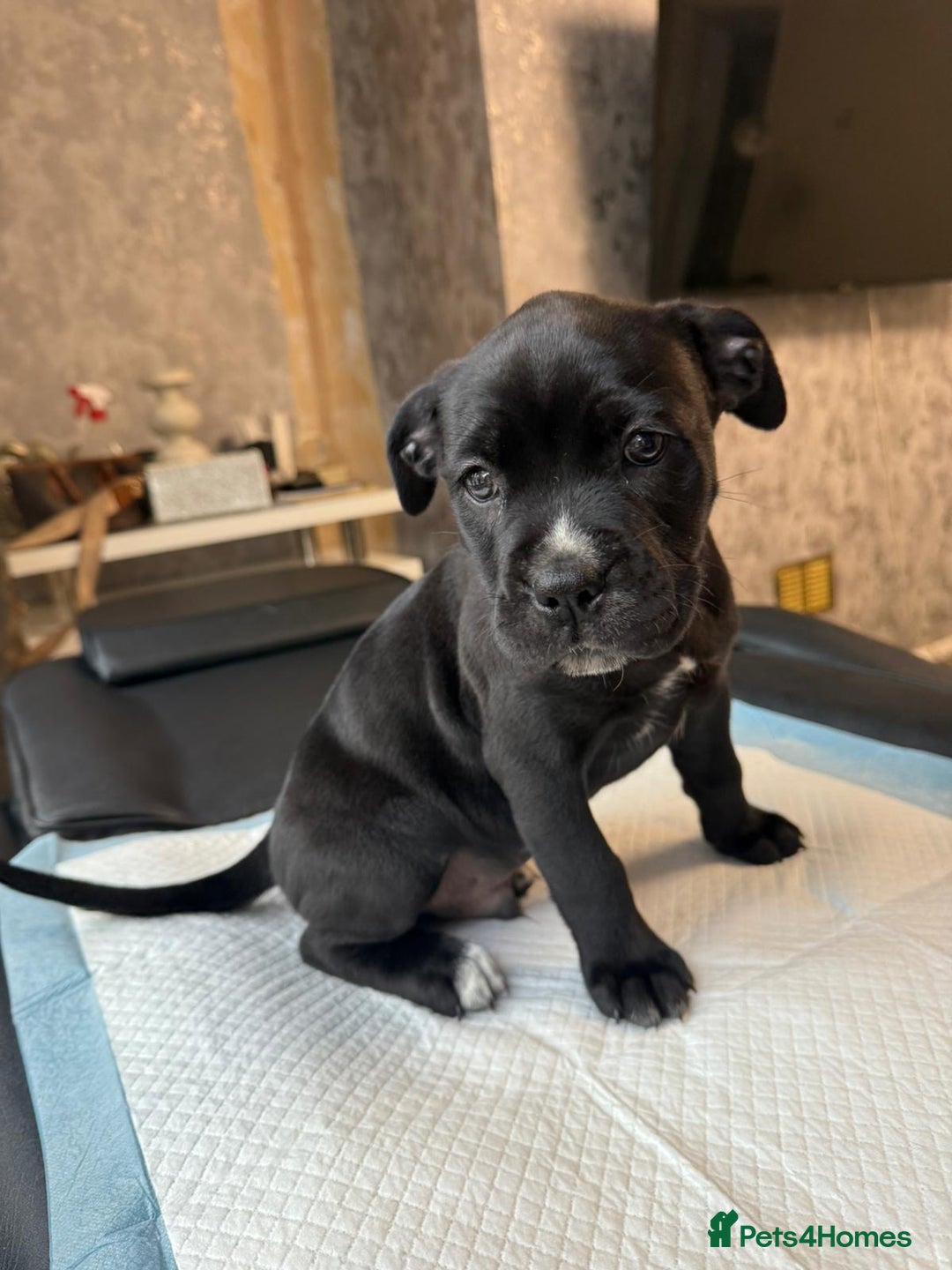 Mixed Breed dogs for sale: 6 beautiful puppies for sale  - Image 10