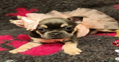 French Bulldog dogs - Advert 10