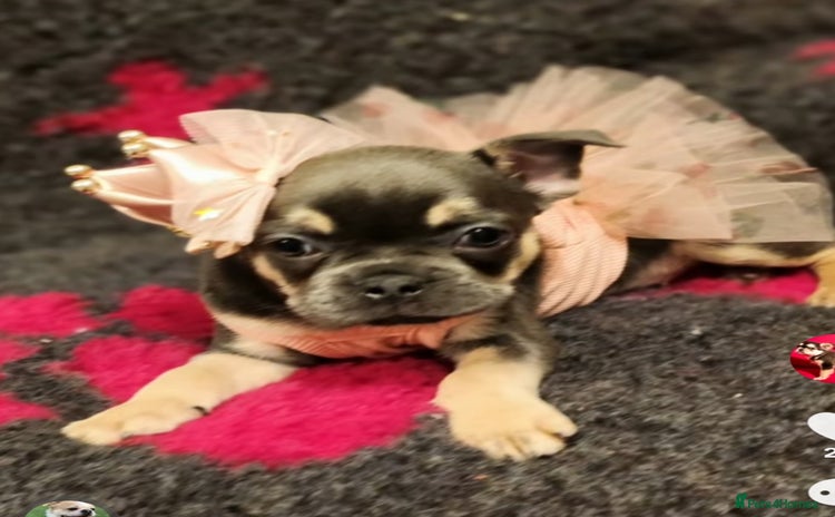 French Bulldog dogs - Advert 13