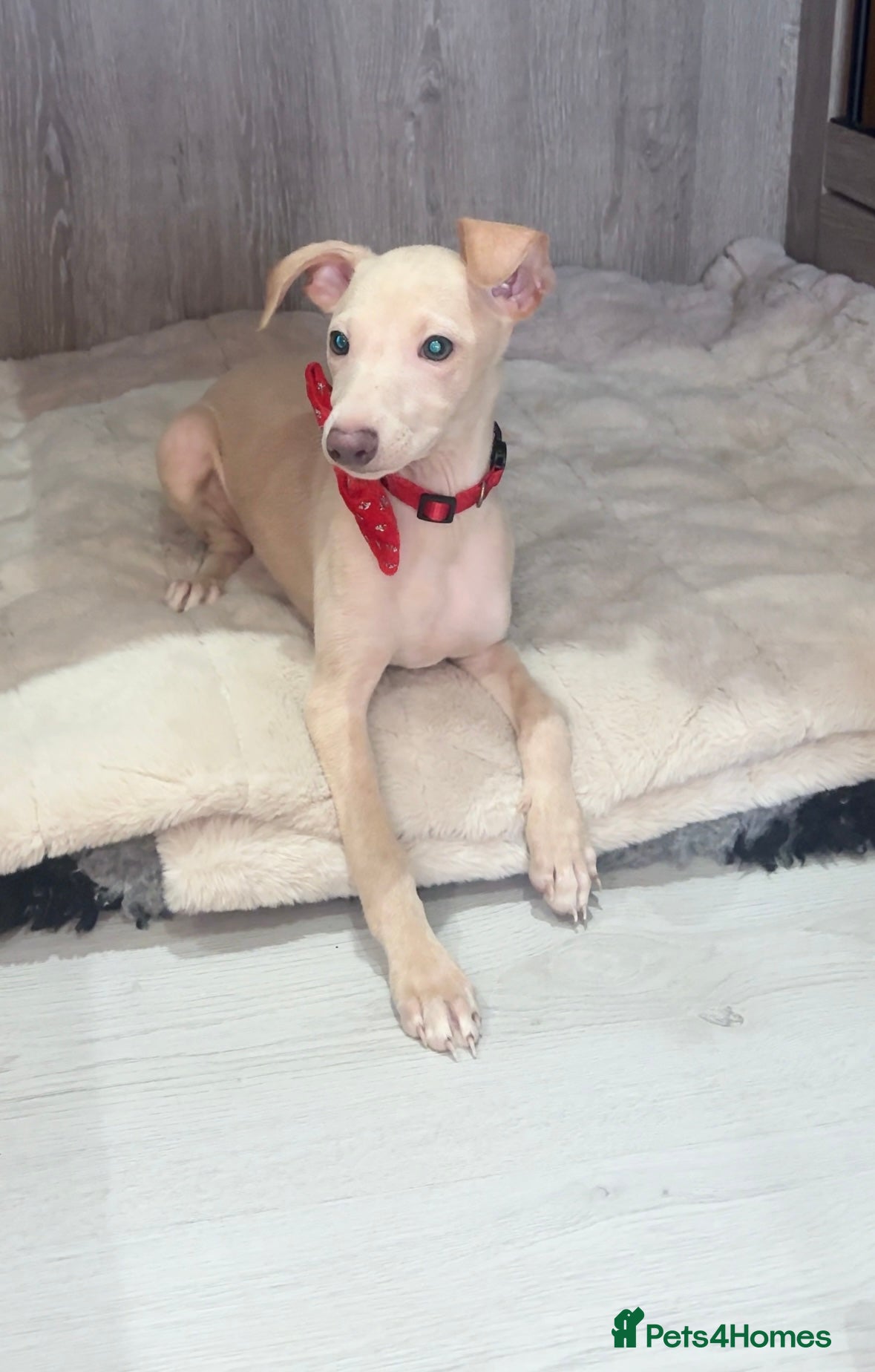 Italian Greyhound dogs STUNNING CREAM BOYS READY TO LEAVE💙💙 - Advert 3
