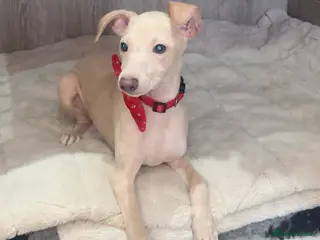 Italian Greyhound dogs STUNNING CREAM BOYS READY TO LEAVE💙💙 - Advert 3