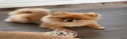 Pomeranian dogs for sale: Kc reg Beautiful Pomeranian adult female  - Advert 3