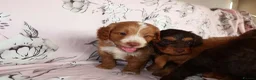 Cockapoo dogs for sale: Beautiful cocker poo puppies available  in Havercroft - Advert 14