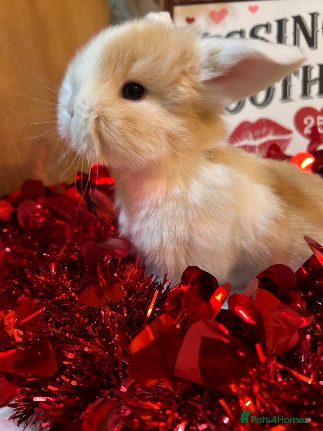 Mini Lop rabbits for sale: 🌼Mini lop Girls 🌼 - Advert 19