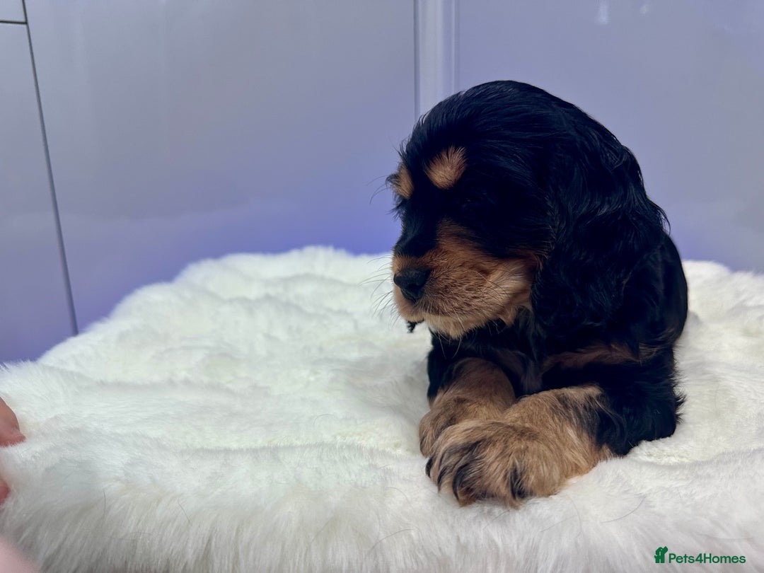 Cocker Spaniel dogs for sale: GORGEOUS, CH LINE, HEALTH TESTED SHOW COCKERS 💕 - Advert 13