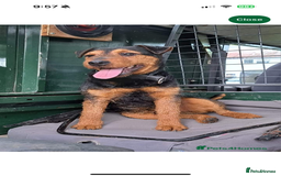 Lakeland Terrier dogs for sale: Lakeland terrier puppies  - Image 18