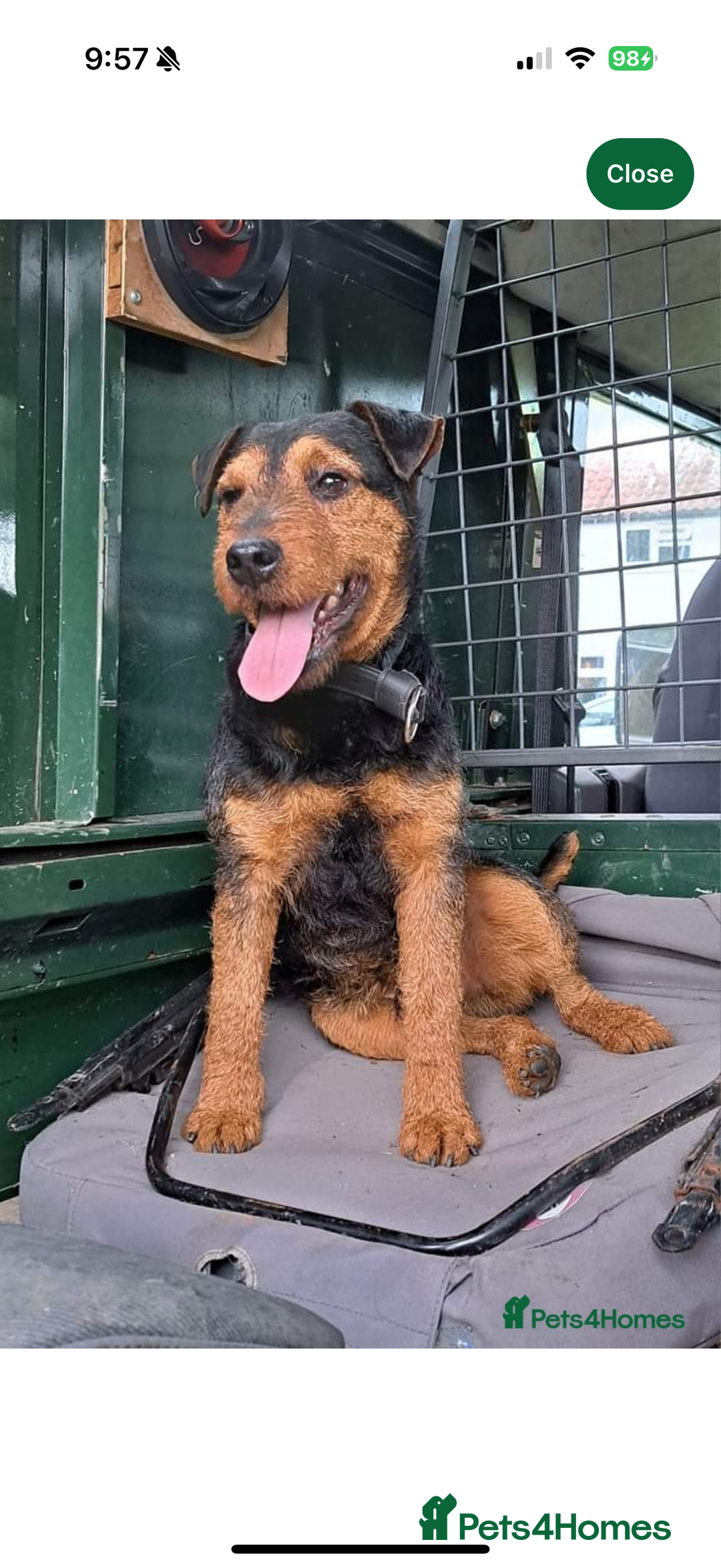 Lakeland Terrier dogs for sale: Lakeland terrier puppies  - Image 18