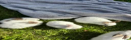 Mixed Breed rabbits for sale: Gorgeous mixed dwarf lop bunnies  - Advert 15