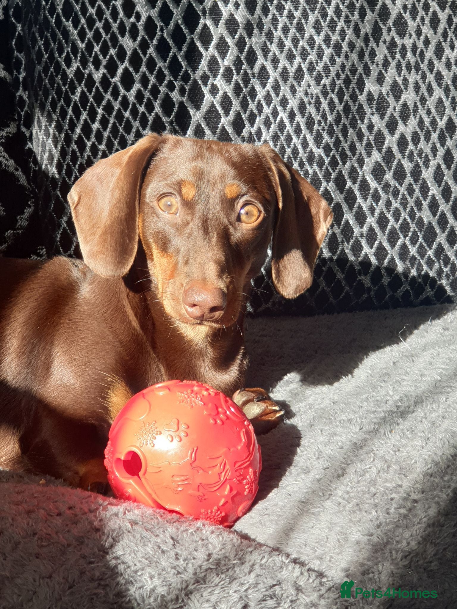 Miniature Dachshund dogs Chocolate and tan miniature dachshunds - Advert 1