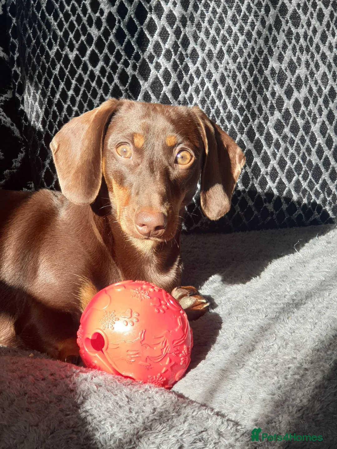Miniature Dachshund dogs for sale: Chocolate and tan miniature dachshunds in Pontefract - Advert 1