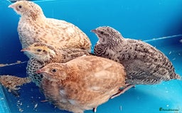 Quail poultry for sale: 6 x Healthy Young Quail – Ready for New Homes - Image 1