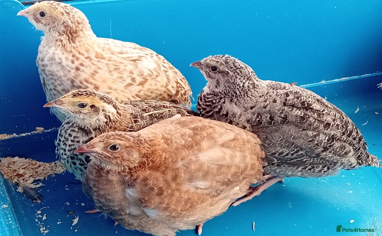 Quail poultry - Advert 1