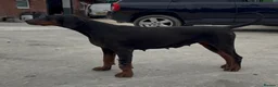 Dobermann dogs for sale: Female Doberman - Advert 5