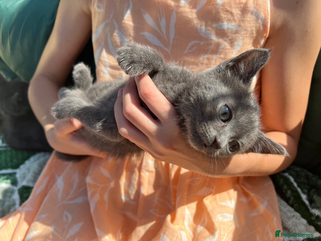 British Shorthair cats for sale: British short hair Mix - Image 12