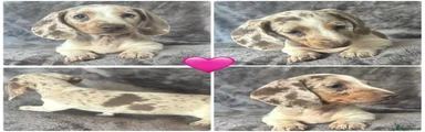 Isabella dapple pied 