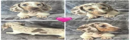 Miniature Dachshund dogs for sale:  Adorable kc miniature dachshunds  - Advert 5