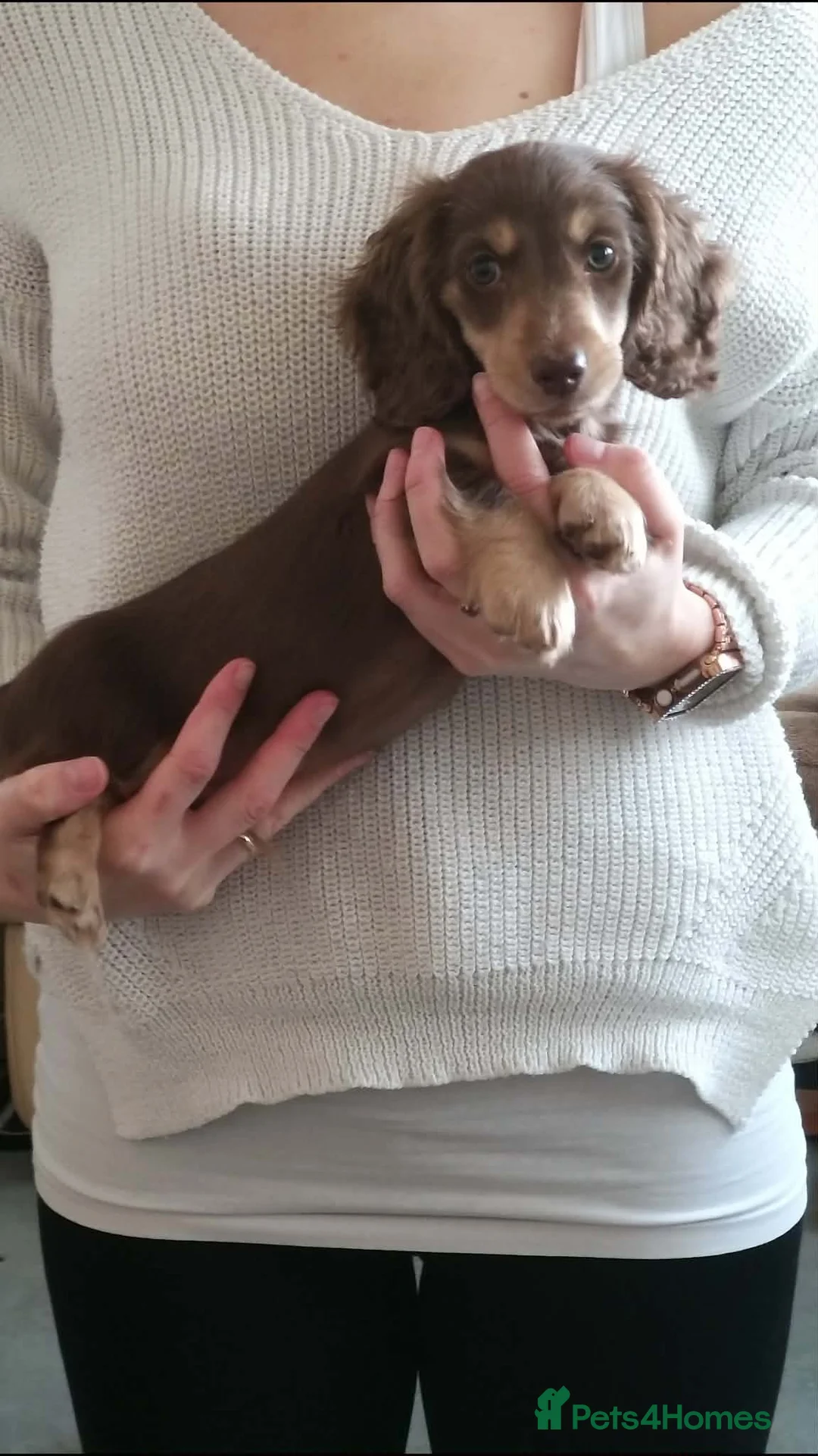 Miniature Dachshund dogs for sale: Mini long haired boys - Advert 2