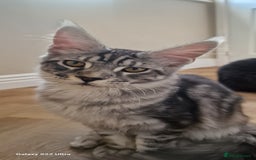 Maine Coon cats for sale: Pure maine coon kittens - Image 10