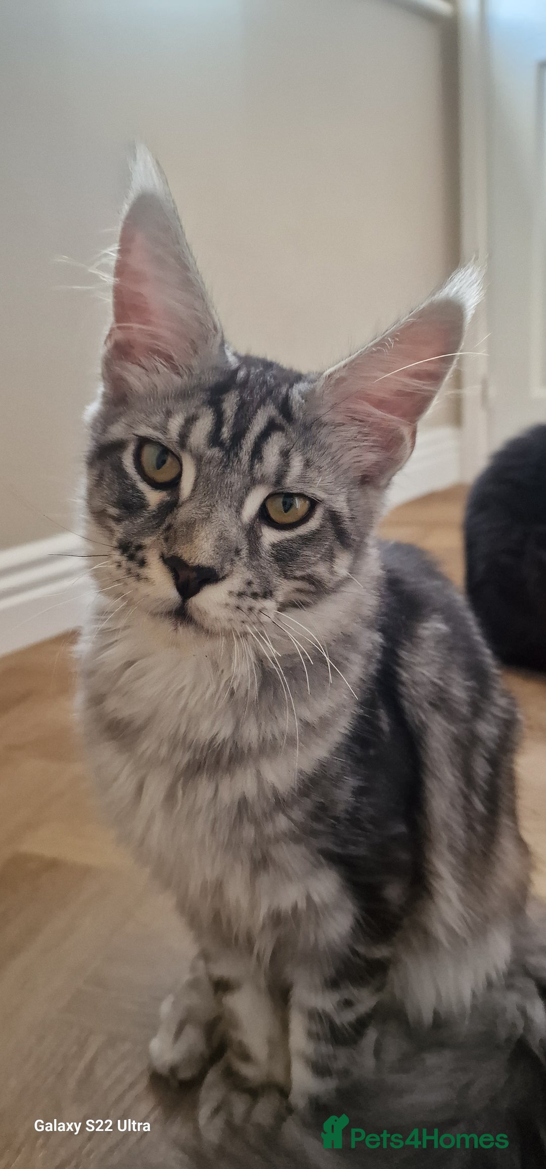 Maine Coon cats for sale: Pure maine coon kittens - Image 10