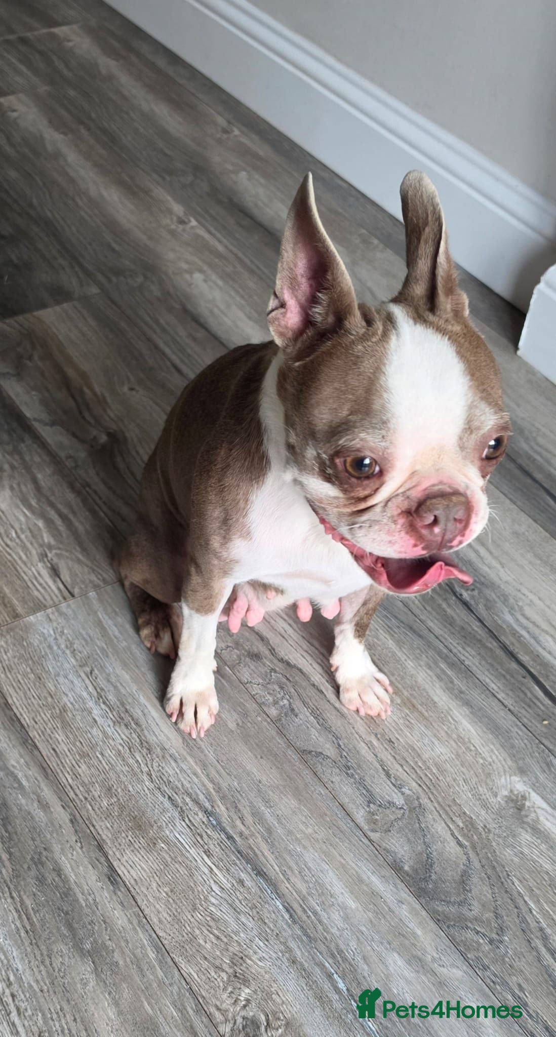 Boston Terrier dogs Re homing boston terrier  - Advert 1
