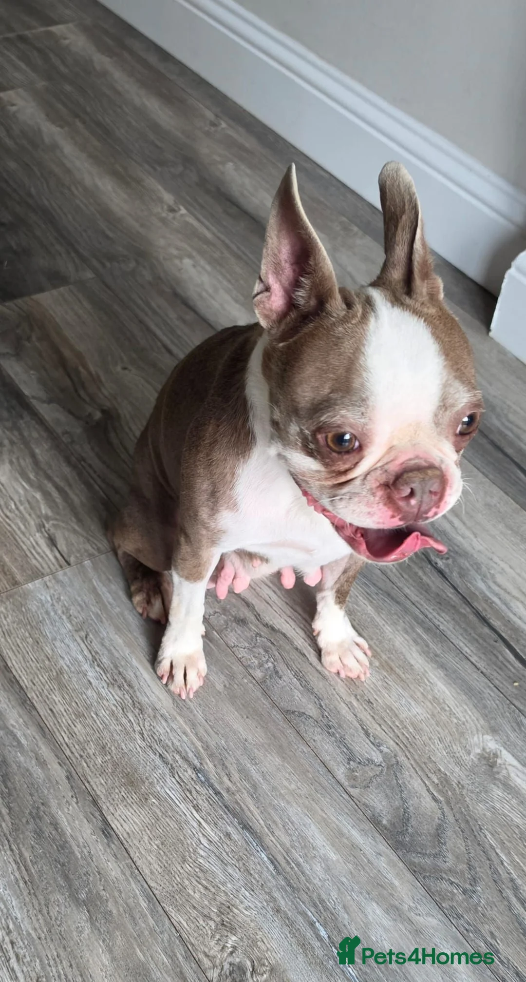 Boston Terrier dogs for sale: Re homing boston terrier  - Advert 1