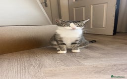 Mixed Breed cats for sale: All black kittens  - Image 6