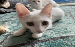 Mixed Breed cats for adoption: Meet Sherbet and Sugar – Two Sweet Sister - Image 3