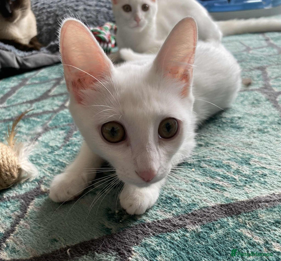 Mixed Breed cats for adoption: Meet Sherbet and Sugar – Two Sweet Sister - Image 3