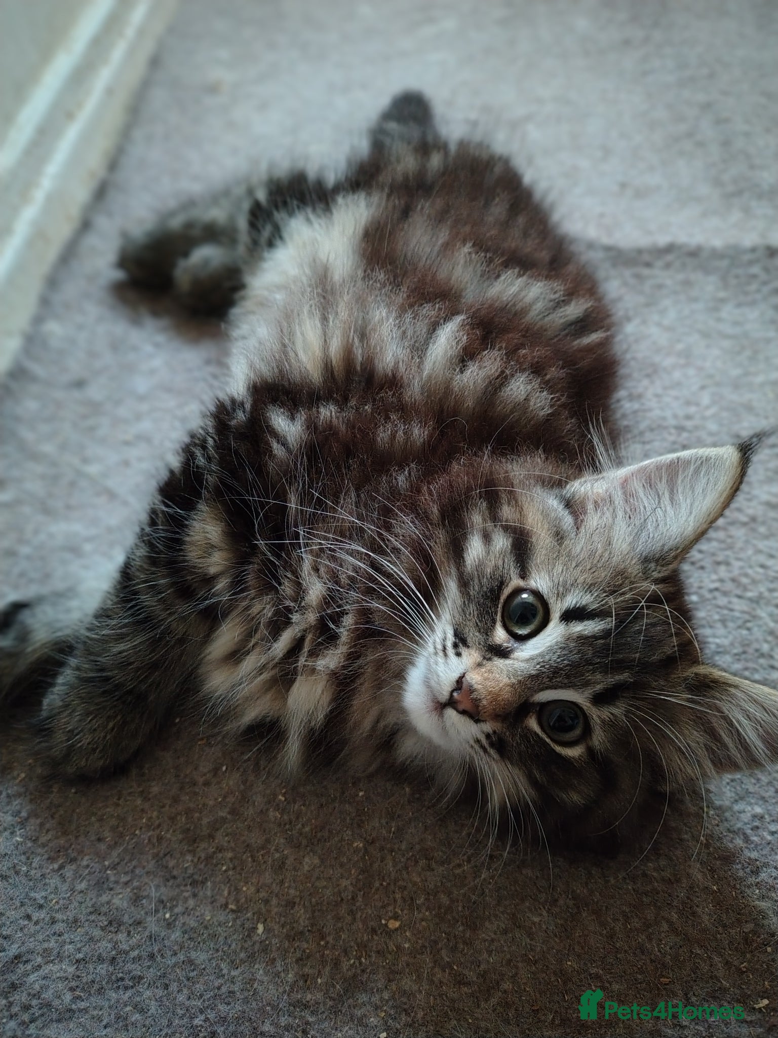 Norwegian Forest Cat cats Beautiful Pedigree Norwegian Forest kittens - Advert 17