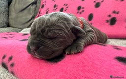 Neapolitan Mastiff dogs for sale: Neapolitan mastiff puppies  - Image 36