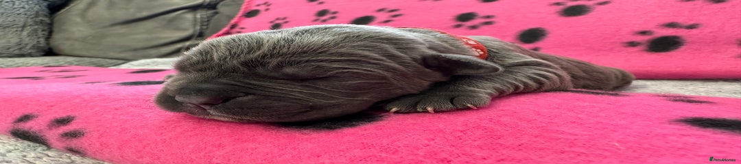 Neapolitan Mastiff Puppy 6