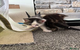 Mixed Breed cats for sale: Adorable Kittens Available  - Image 16