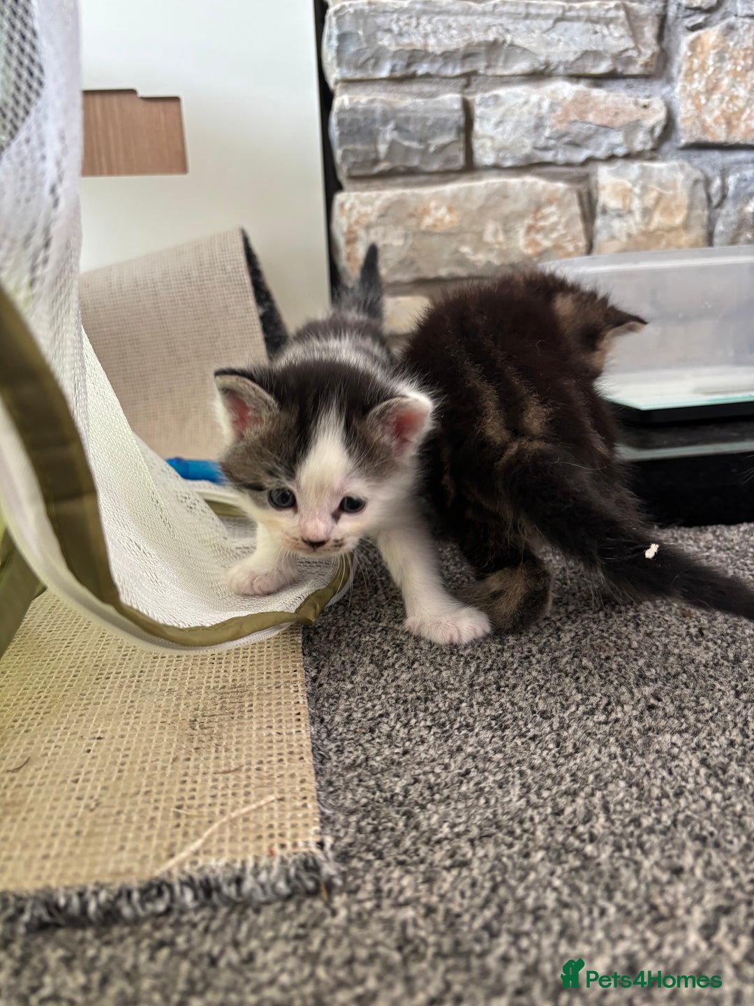 Mixed Breed cats for sale: Adorable Kittens Available  - Image 16