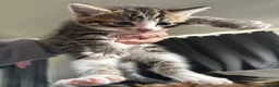 Mixed Breed cats for sale: 2 female 1 male, tabby cross  - Advert 9
