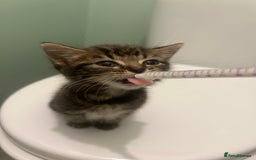 Mixed Breed cats for sale: Mouse — Rescue Kitten Looking for a Forever Home - Image 3