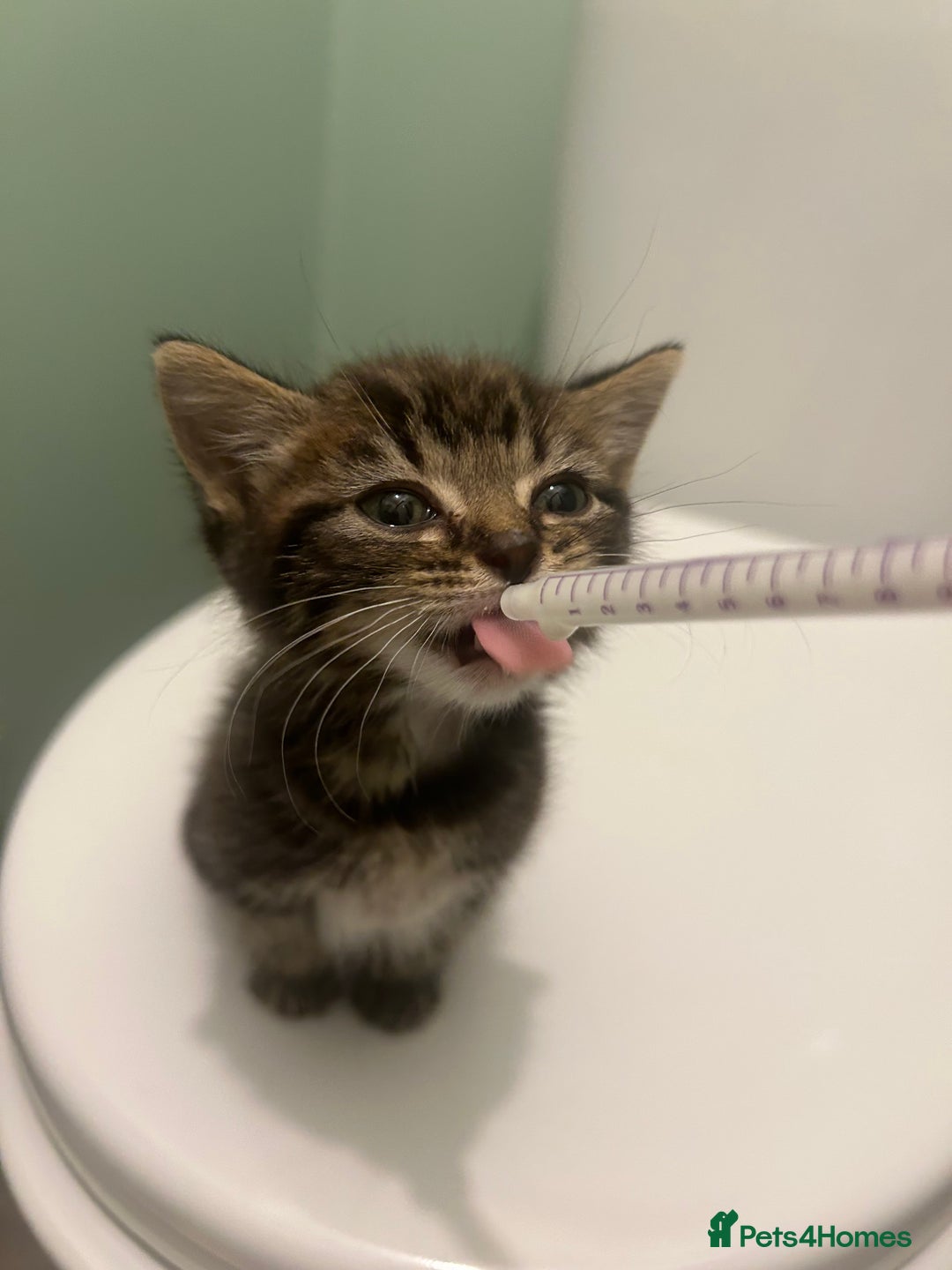 Mixed Breed cats for sale: Mouse — Rescue Kitten Looking for a Forever Home - Image 3
