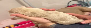 Puppy 4
