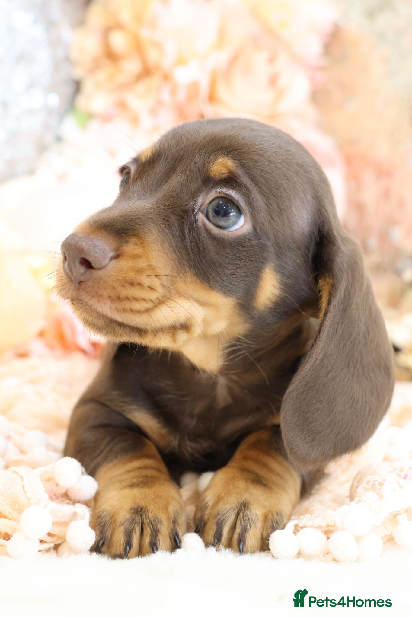 Miniature Dachshund dogs KC Miniature Dachshund Puppies - Advert 2