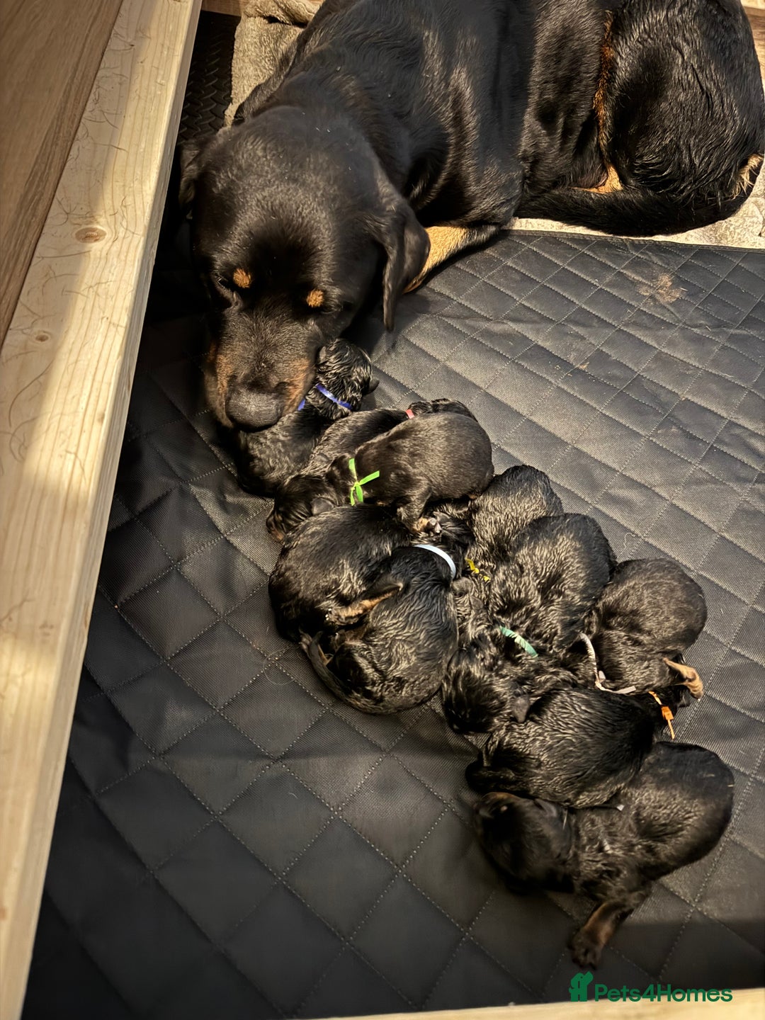 Rottweiler dogs for sale: 7 Rottweiler puppies available to loving homes - Advert 1