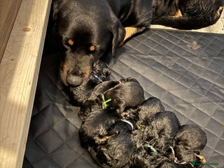Rottweiler dogs for sale: 7 Rottweiler puppies available to loving homes - Advert 1