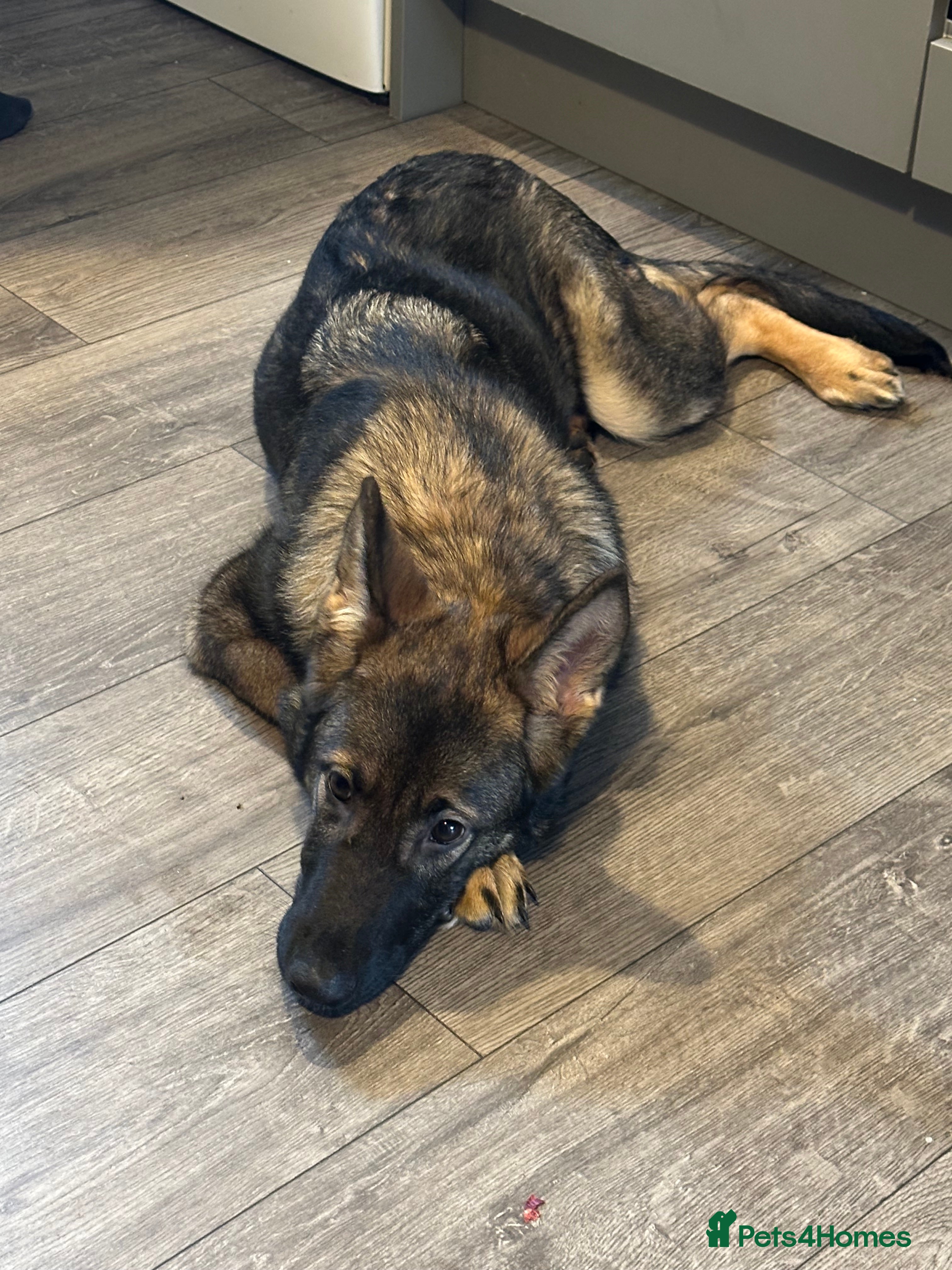 German Shepherd dogs German shepherd 6 months old  - Advert 1